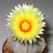 Цветущий кактус